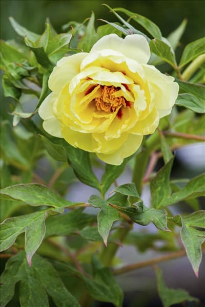 Paeonia x suffruticosa 'High Noon'