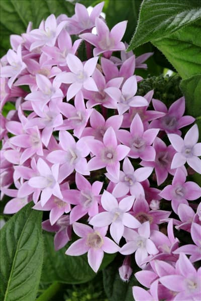 Pentas lanceolata
