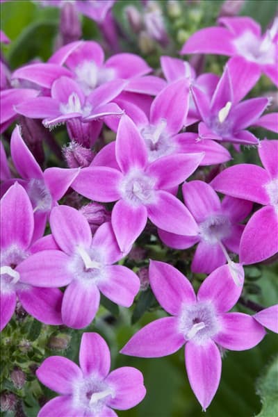 Pentas lanceolata