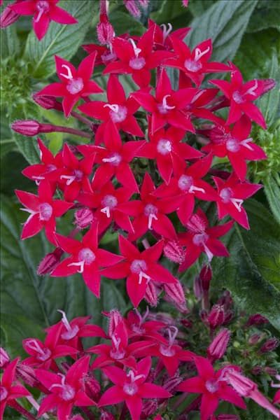 Pentas lanceolata