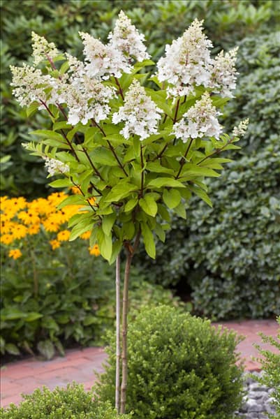 Hydrangea paniculata 'Pinky Winky'®