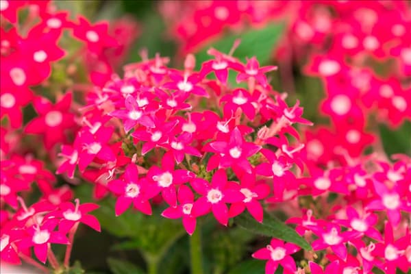 Pentas lanceolata 'Graffiti'®