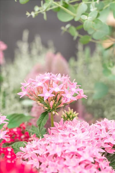 Pentas lanceolata 'Graffiti'®