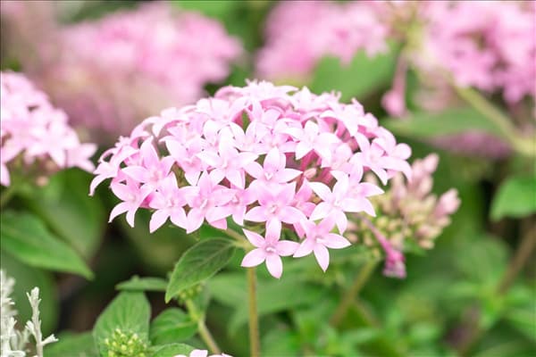 Pentas lanceolata 'Graffiti'®