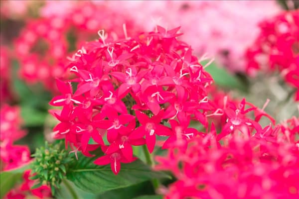 Pentas lanceolata 'Graffiti'®