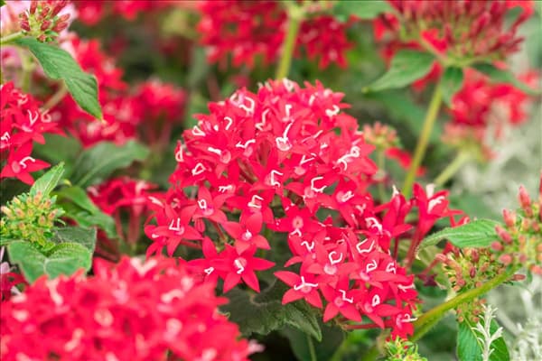 Pentas lanceolata 'Graffiti'®