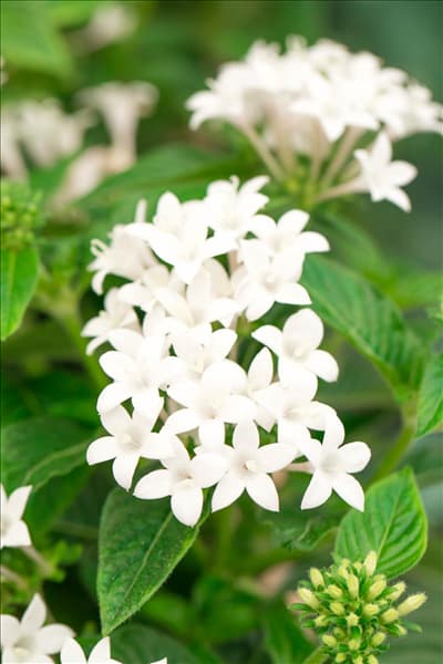 Pentas lanceolata 'Graffiti'®