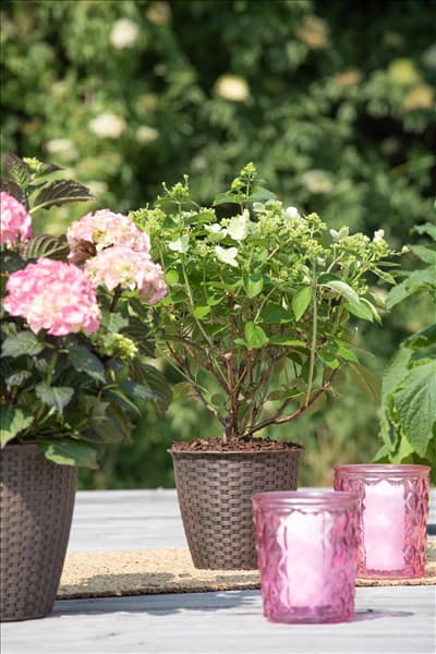 Hydrangea paniculata 'Prim White'®