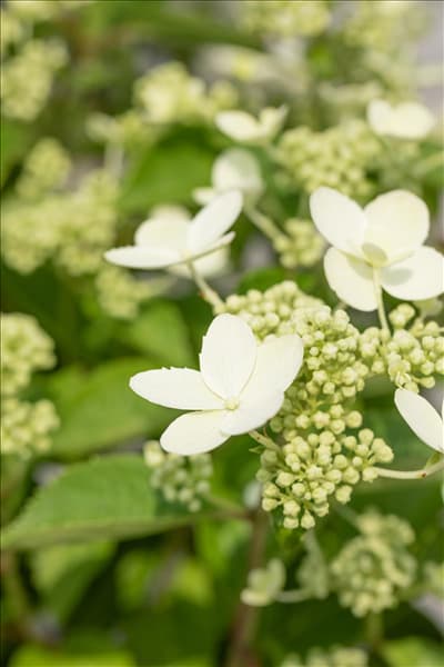 Hydrangea paniculata 'Prim White'®