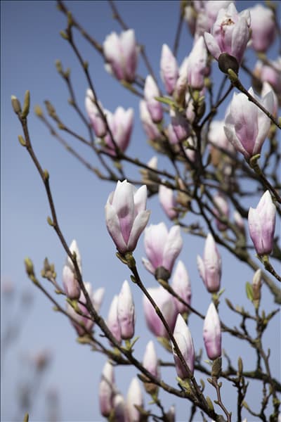 Magnolia x soulangiana 'Heaven Scent'