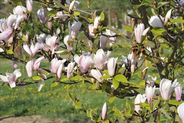 Magnolia x soulangiana 'Heaven Scent'
