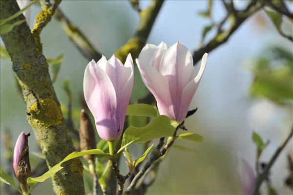 Magnolia x soulangiana 'Heaven Scent'