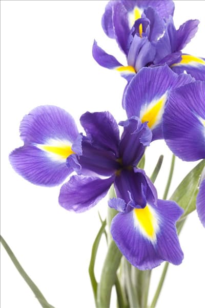 Iris sibirica