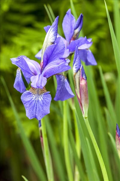 Iris sibirica 'Caesar'