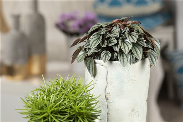 Peperomia caperata 'Napoli Nights'