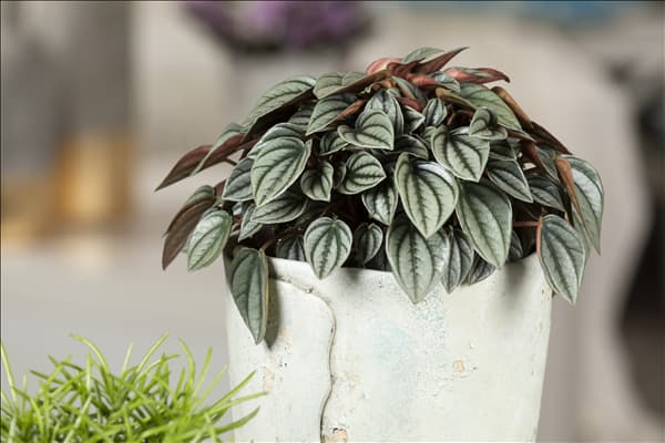 Peperomia caperata 'Napoli Nights'
