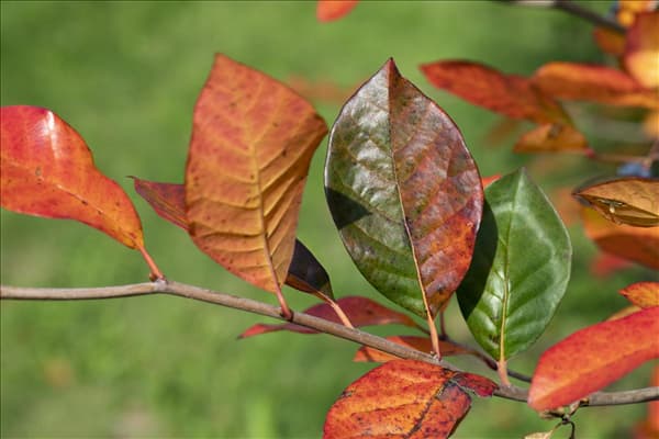 Nyssa sylvatica