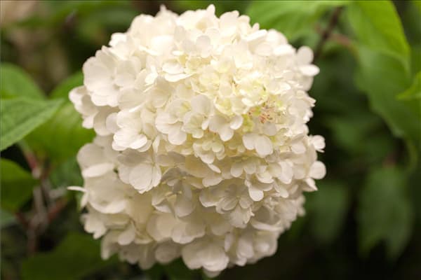 Hydrangea paniculata 'Wim´s Red'(s)