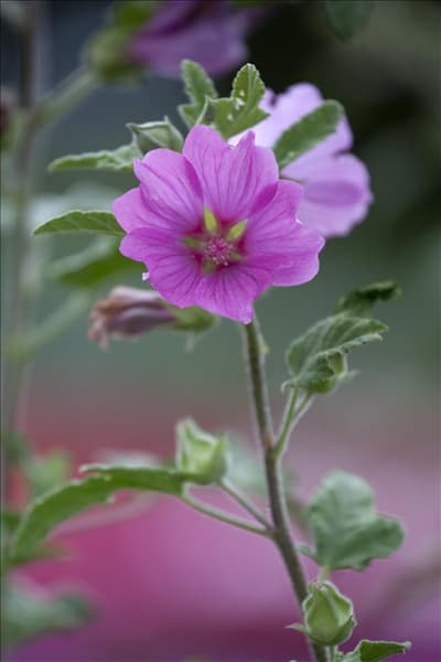 Lavatera x olbia