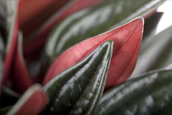 Peperomia caperata 'Rosso'