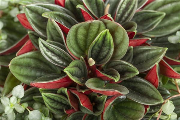 Peperomia caperata 'Rosso'