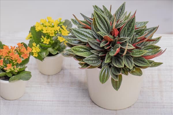 Peperomia caperata 'Rosso'