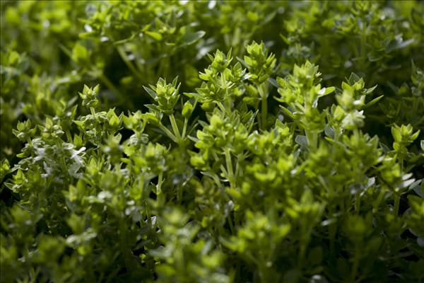 Ocimum basilicum