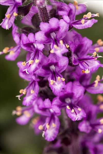 Ocimum basilicum