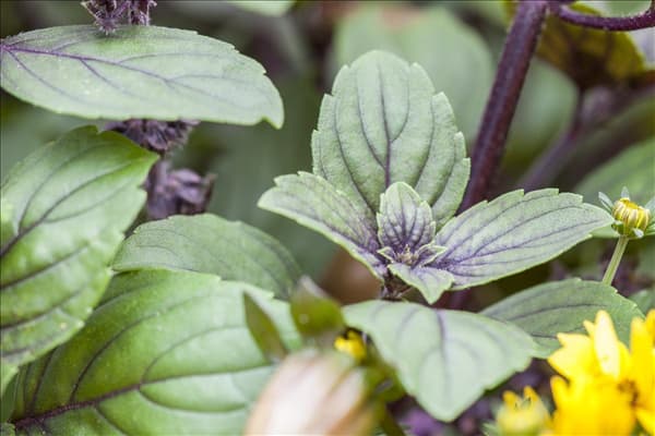 Ocimum basilicum