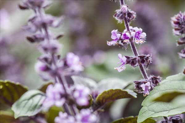 Ocimum basilicum