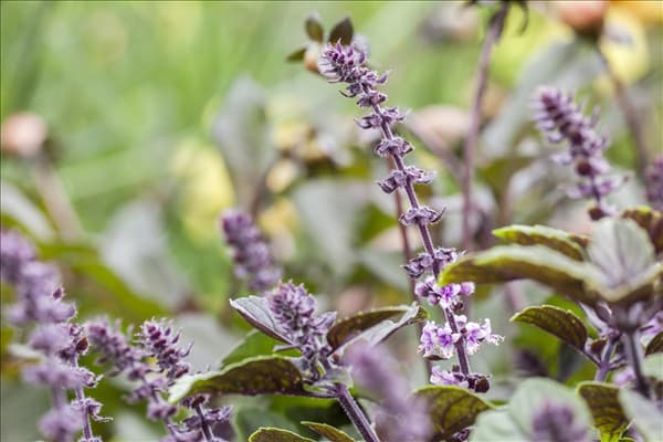 Ocimum basilicum