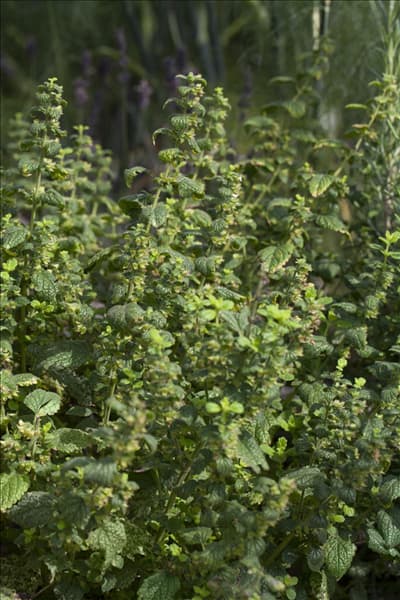 Melissa officinalis