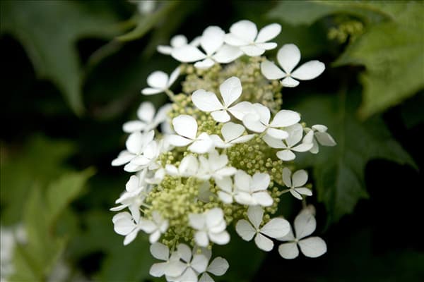 Hydrangea quercifolia