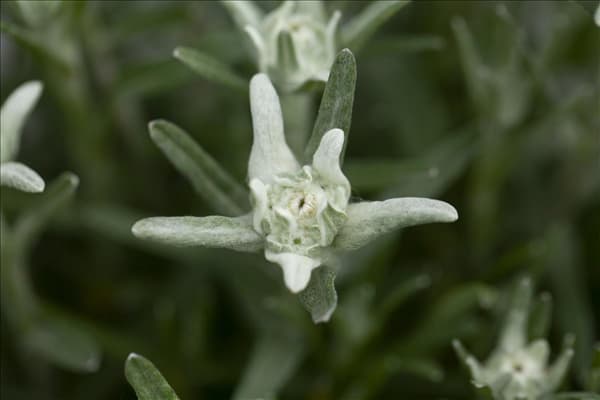 Leontopodium alpinum