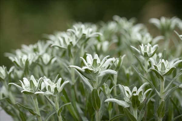 Leontopodium alpinum