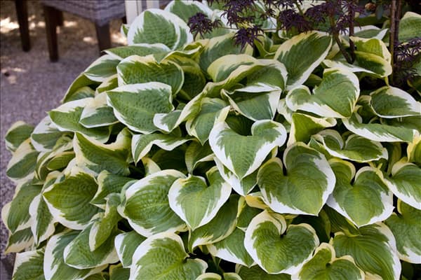 Hosta 'Wide Brim'