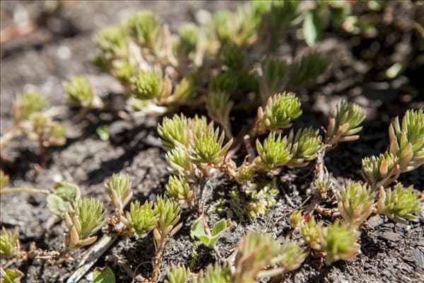 Sedum acre