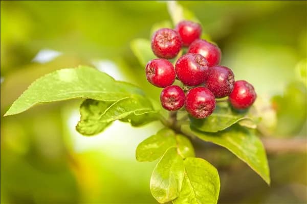 Malus