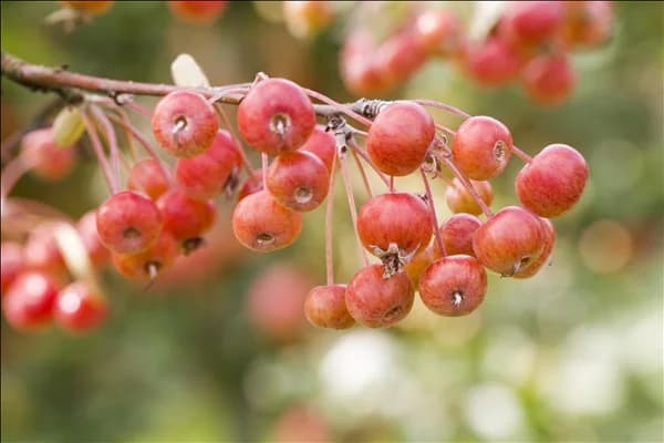 Malus
