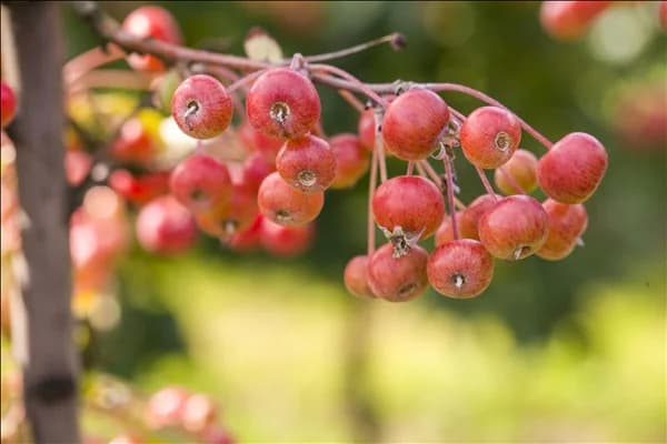 Malus