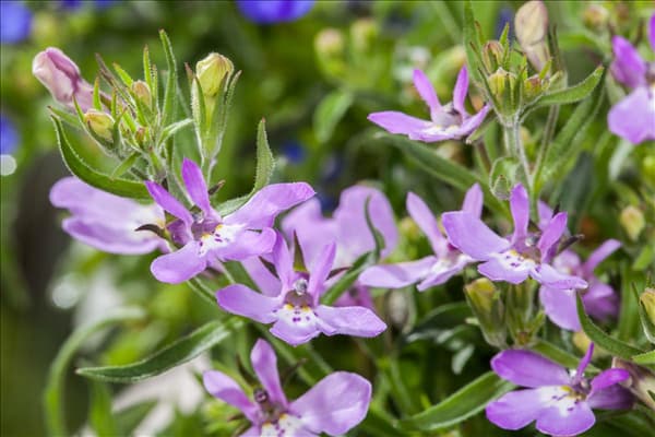 Lobelia erinus
