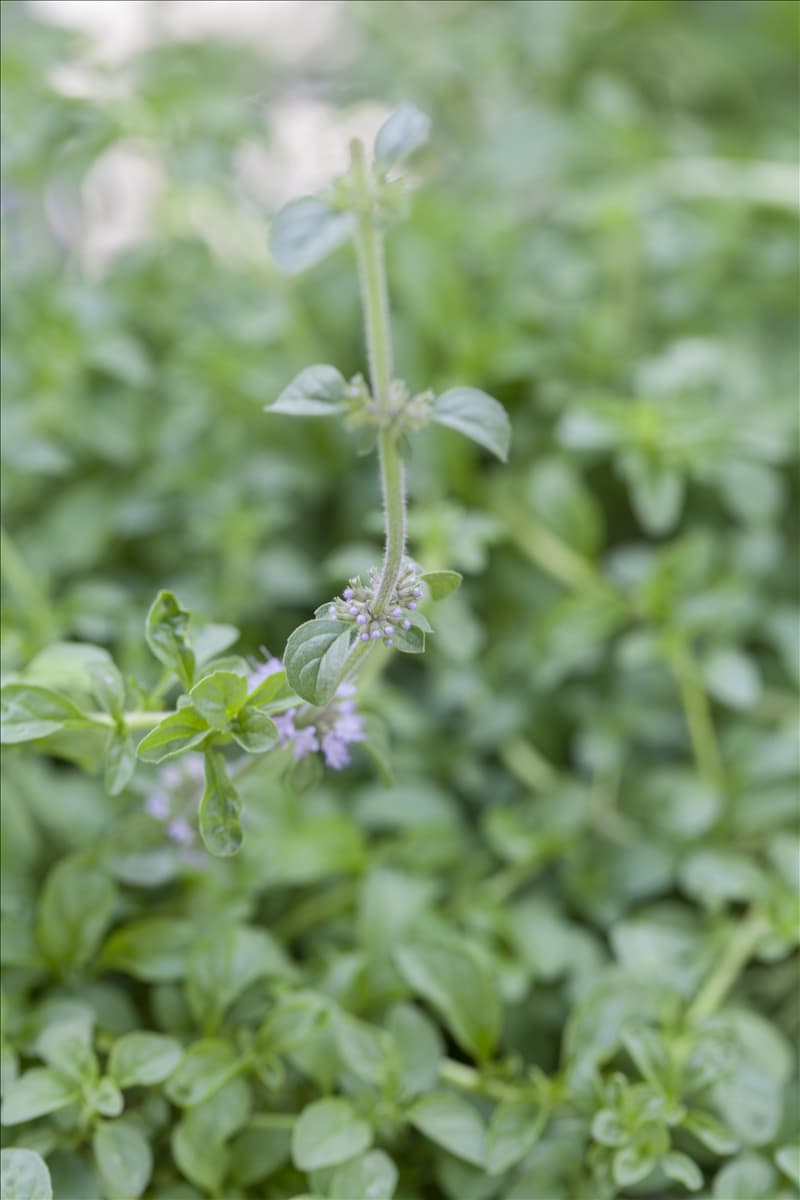 Mentha pulegium