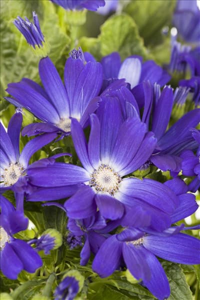 Pericallis cruentus