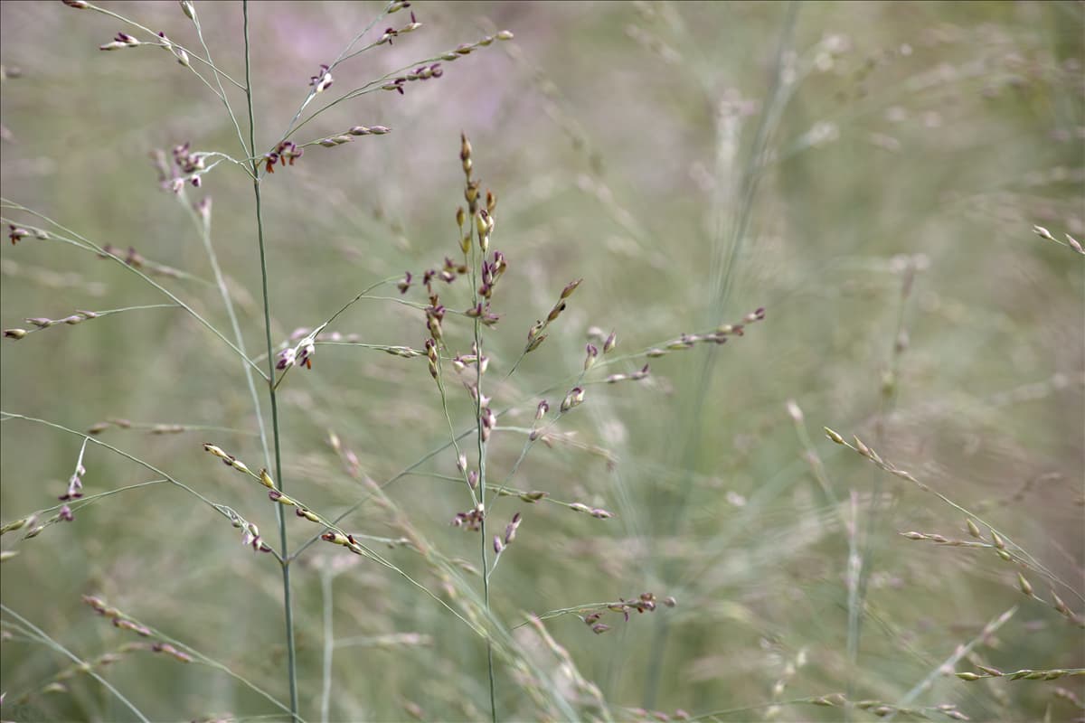 Panicum virgatum 'Prairie Sky'