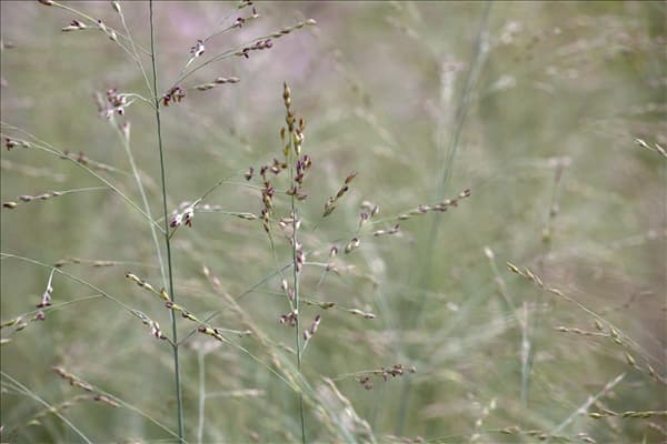 Panicum virgatum 'Prairie Sky'