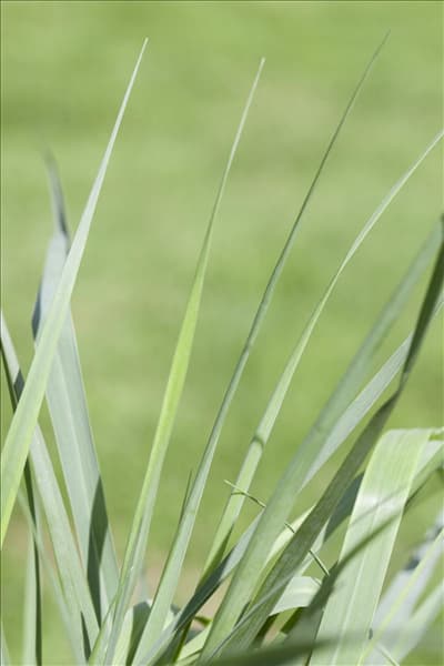 Panicum virgatum 'Prairie Sky'