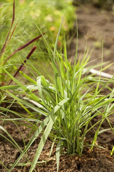 Panicum virgatum 'Prairie Sky'