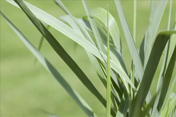 Panicum virgatum
