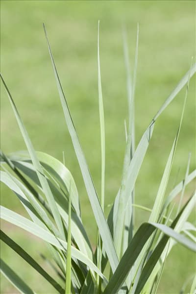 Panicum virgatum