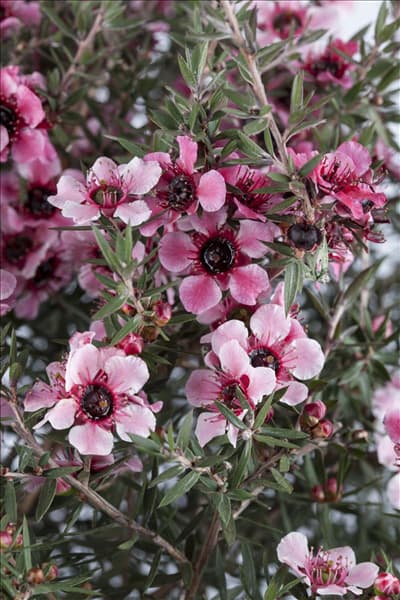 Leptospermum scoparium